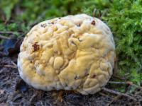 Polsterpilz mit samtartiger Oberfläche